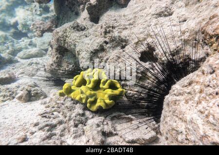 Long Spined Sea Urchin (Diadema setosum) Hiden nel fondale sabbioso e Bright Green Sponge vicino Coral Reef. Animale sottomarino pericoloso con poi nero Foto Stock