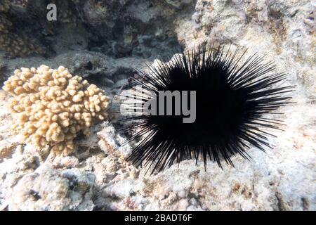 Long Spined Sea Urchin (Diadema setosum) Hiden nel fondale marino della roccia vicino Coral Reef. Animale sottomarino pericoloso con spine nere, Mar Rosso, ad es Foto Stock