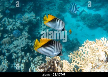 Pesce farfalla vicino Coral Reef nell'Oceano. Pesce farfalla con strisce nere, gialle e bianche. Pesci tropicali colorati nel Mar Rosso, Egyp