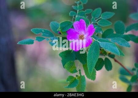 Rosa selvatica rosa fianchi fiore. Messa a fuoco selettiva Foto Stock