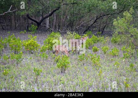 Giovane cervo civile, asse, foresta di mangrovie, Sundarbans, delta di Gange, Bengala Occidentale, India Foto Stock