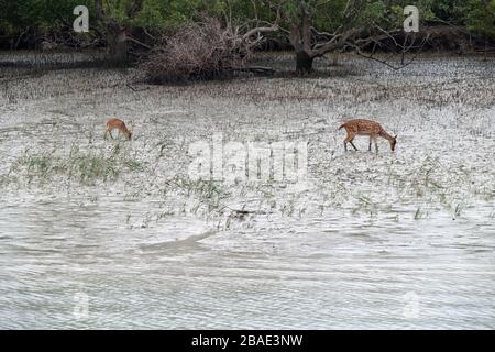 Giovane cervo civile, asse, foresta di mangrovie, Sundarbans, delta di Gange, Bengala Occidentale, India Foto Stock