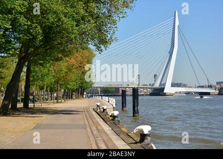Rotterdam, Paesi Bassi-Maggio 2019; ampia vista panoramica da uno dei moli costeggiati da alberi di Rotterdam con vista sull'iconico Erasmusbrug Foto Stock