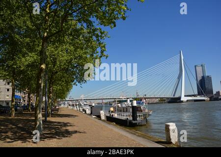 Rotterdam, Paesi Bassi-Maggio 2019; ampia vista panoramica da uno dei moli costeggiati da alberi di Rotterdam con vista sull'iconico Erasmusbrug Foto Stock