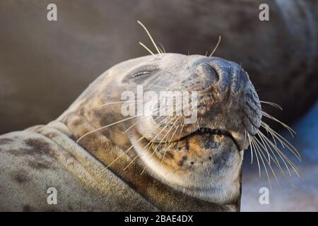 sigillare crogiolarsi al sole Foto Stock