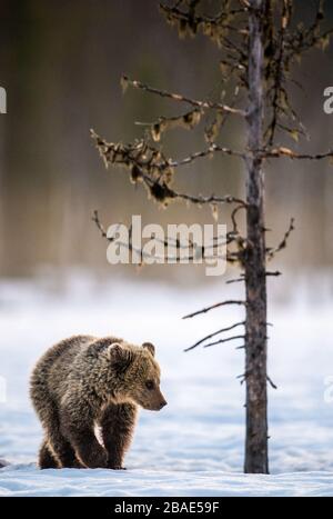 Orso cub camminare sulla neve nella foresta invernale. Habitat naturale. Orso bruno, Nome scientifico: Ursus Arctos Arctos. Foto Stock