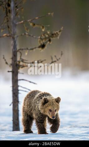 Orso cub camminare sulla neve nella foresta invernale. Habitat naturale. Orso bruno, Nome scientifico: Ursus Arctos Arctos. Foto Stock