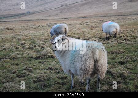 Un paio di pecore nel campo Foto Stock
