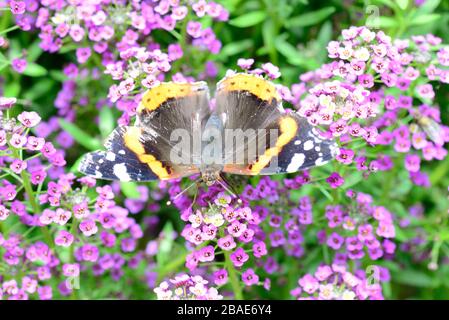 Alysum / lobularia in fiore Foto Stock