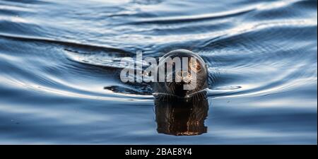 La foca ad anello Ladoga nuotare in acqua. Nome scientifico: Pusa hispida ladogensis. La foca Ladoga in un habitat naturale. Stagione estiva. Ladoga la Foto Stock