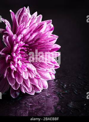 Closeup di un bel fiore viola crisantemo con gocce d'acqua su uno sfondo nero umido Foto Stock