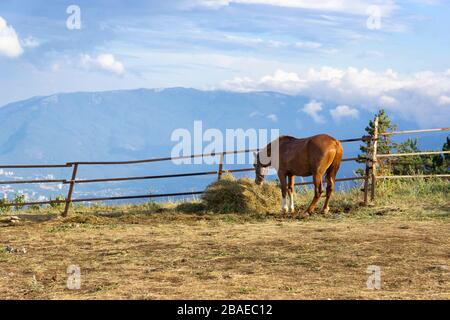 Pascolare un cavallo in alta montagna durante una stagione secca Foto Stock