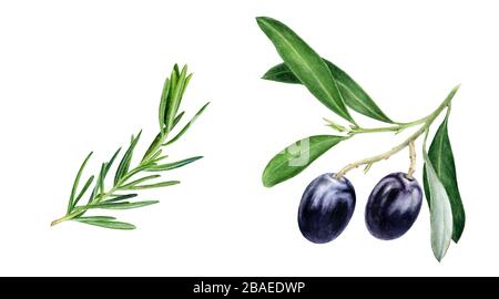 Olive ramificate rosmarino acquerello isolato su sfondo bianco Foto Stock