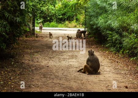 Gruppo di baboons in Colobus Project, Kenya Foto Stock