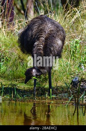 EMU con erba sulla bocca che pecking vicino all'acqua Foto Stock