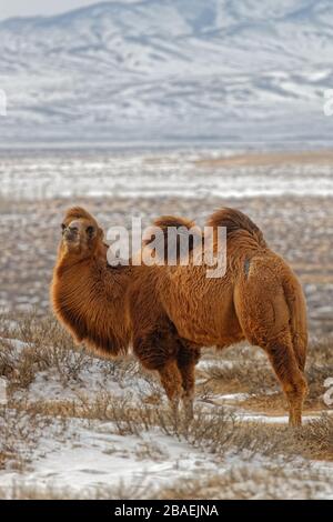 Bactrain cammelli nella neve del deserto, Mongolia Foto Stock