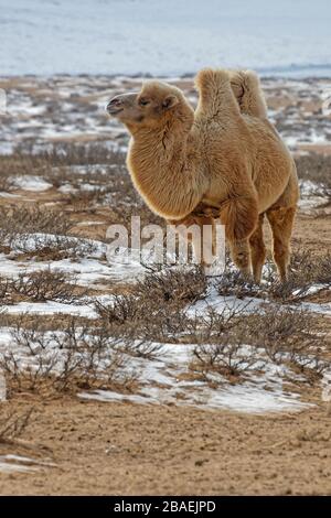 Bactrain cammelli nella neve del deserto, Mongolia Foto Stock