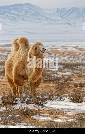 Bactrain cammelli nella neve del deserto, Mongolia Foto Stock