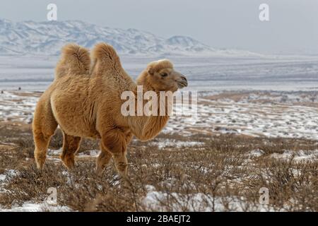 Bactrain cammelli nella neve del deserto, Mongolia Foto Stock