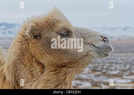 Bactrain cammelli nella neve del deserto, Mongolia Foto Stock