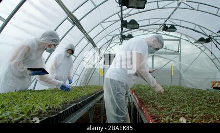 Giovani agricoltori che controllano le piante in nuova serra Foto Stock