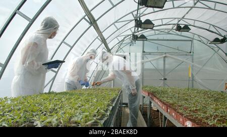 Giovani agricoltori che controllano le piante in nuova serra Foto Stock