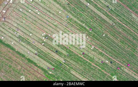 Zhumadian. 27 marzo 2020. La foto aerea scattata il 27 marzo 2020 mostra contadini che raccolgono nel villaggio di Damazhuang della Contea di Xincai in Zhumadian, nella provincia centrale di Henan della Cina. Gli agricoltori sono impegnati nella raccolta di ortaggi presso una base di piantagione locale, che garantirà l'approvvigionamento nei mercati della provincia di Guangdong e di Hong Kong del sud della Cina. Credit: Feng Dapeng/Xinhua/Alamy Live News Foto Stock