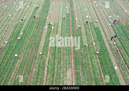 Zhumadian. 27 marzo 2020. La foto aerea scattata il 27 marzo 2020 mostra contadini che raccolgono nel villaggio di Damazhuang della Contea di Xincai in Zhumadian, nella provincia centrale di Henan della Cina. Gli agricoltori sono impegnati nella raccolta di ortaggi presso una base di piantagione locale, che garantirà l'approvvigionamento nei mercati della provincia di Guangdong e di Hong Kong del sud della Cina. Credit: Feng Dapeng/Xinhua/Alamy Live News Foto Stock