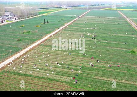 Zhumadian. 27 marzo 2020. La foto aerea scattata il 27 marzo 2020 mostra contadini che raccolgono nel villaggio di Damazhuang della Contea di Xincai in Zhumadian, nella provincia centrale di Henan della Cina. Gli agricoltori sono impegnati nella raccolta di ortaggi presso una base di piantagione locale, che garantirà l'approvvigionamento nei mercati della provincia di Guangdong e di Hong Kong del sud della Cina. Credit: Feng Dapeng/Xinhua/Alamy Live News Foto Stock