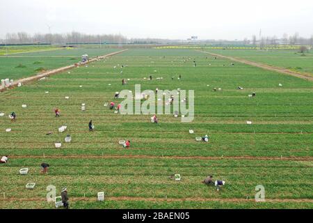 Zhumadian. 27 marzo 2020. La foto aerea scattata il 27 marzo 2020 mostra contadini che raccolgono nel villaggio di Damazhuang della Contea di Xincai in Zhumadian, nella provincia centrale di Henan della Cina. Gli agricoltori sono impegnati nella raccolta di ortaggi presso una base di piantagione locale, che garantirà l'approvvigionamento nei mercati della provincia di Guangdong e di Hong Kong del sud della Cina. Credit: Feng Dapeng/Xinhua/Alamy Live News Foto Stock