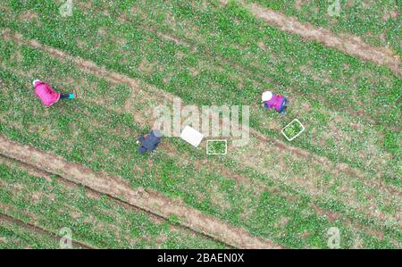 Zhumadian. 27 marzo 2020. La foto aerea scattata il 27 marzo 2020 mostra contadini che raccolgono nel villaggio di Damazhuang della Contea di Xincai in Zhumadian, nella provincia centrale di Henan della Cina. Gli agricoltori sono impegnati nella raccolta di ortaggi presso una base di piantagione locale, che garantirà l'approvvigionamento nei mercati della provincia di Guangdong e di Hong Kong del sud della Cina. Credit: Feng Dapeng/Xinhua/Alamy Live News Foto Stock