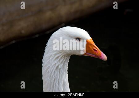 Londra, Inghilterra - 07 giugno 2015: Ritratto di una oca bianca alla Deen City Farm, Londra Foto Stock