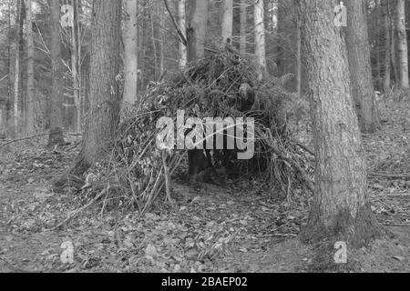 stecca in un bosco Foto Stock