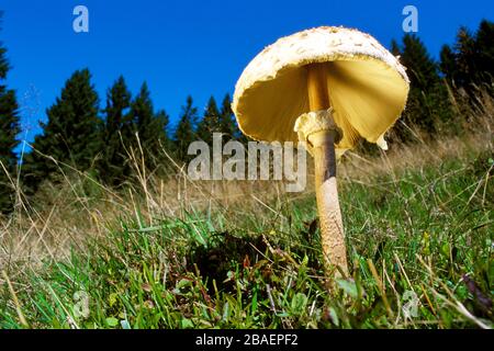 Parasolpilz - Riesen Schirmling, (Macrolepiota procera), Foto Stock