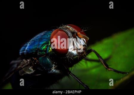 Macro colpo una mosca che riposa sulla foglia Foto Stock