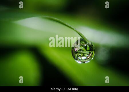 Una piccola goccia di acqua piovana sulla punta una foglia verde di erba Foto Stock