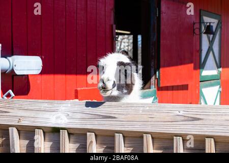 Hampton, Virginia/USA-1 Marzo 2020: La testa di un alpaca bianco e nero che si stappa fuori dalla cima di una recinzione di legno nel Bluebird Gap Farm Park. Foto Stock