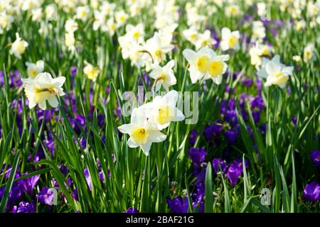 Primo piano di due fiori di croco bianchi/gialli in un lussureggiante prato verde. Messa a fuoco selettiva con più fiori di croco bianco/giallo e viola sullo sfondo. Foto Stock