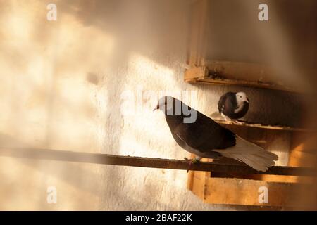 Piccioni in gabbia a Kemeralti, Smirne, Turchia. Foto Stock