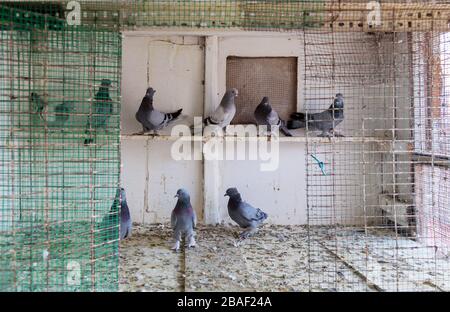 Piccioni in gabbia al mercato. Foto Stock