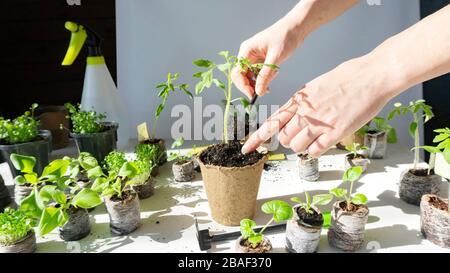 Una foto brillante del processo di trapianto di giovani piantine vegetali di pomodori in vasi di torba usando attrezzi da giardino. Belle mani femminili transpl Foto Stock