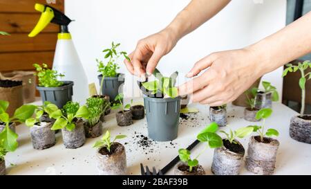 Trapiantare piantine di petunia, lobelia e pomodori in vasi di plastica per crescere all'interno. Belle mani femmine trapiantare giovani pianta in torba ta Foto Stock