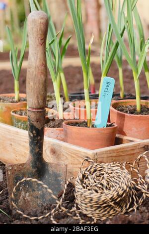 Allium sativum "Lautrec Wight". Piantando fuori giovane, pentola ha cominciato le piante dell'aglio in un letto sollevato in primavera. REGNO UNITO Foto Stock