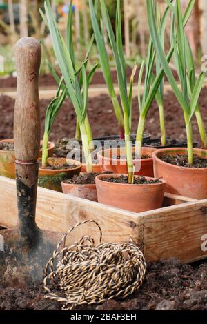 Allium sativum "Lautrec Wight". Piantando fuori giovane, pentola ha cominciato le piante dell'aglio in un letto sollevato in primavera. REGNO UNITO Foto Stock