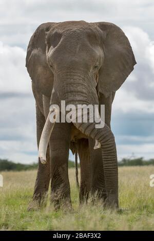 elefante africano (Loxodonta africana) bull in piedi vicino, dormire, parco nazionale Amboseli, Kenya. Foto Stock