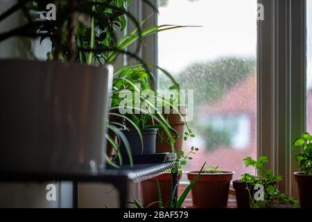 Una gamma di houseplants su una mensola vicino ad una finestra che ammollo in su la luce solare rimanente del sole. Foto Stock