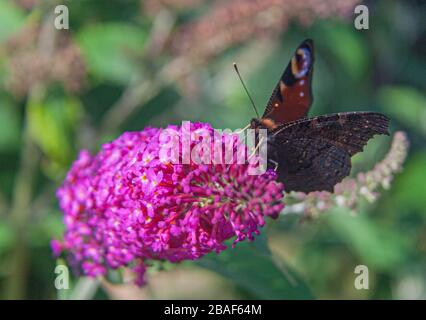 Una farfalla di pavone che alimenta un fiore viola di buddleia. Mostrando le sue antenne, le sue prediche e le sue proboscie si possono vedere anche i suoi occhi composti. Foto Stock