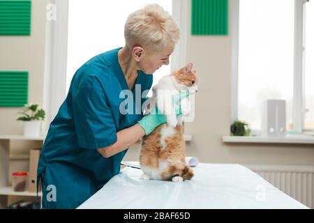 Donna matura in uniforme esaminando e trattando gatto domestico in clinica di veterinario Foto Stock