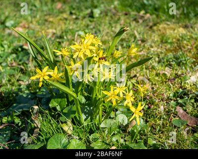 Stella gialla di Betlemme in primavera Foto Stock