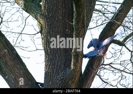 un piccione vola e si siede negli alberi per cercare il cibo per i più piccoli Foto Stock